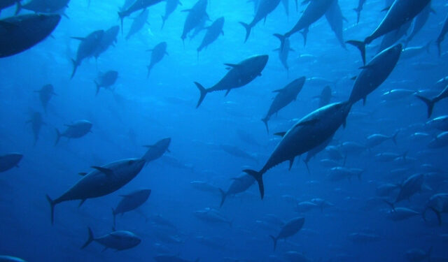 Bluefin Tuna. Improved management and control measures in the Atlantic and Mediterranean