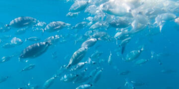 Climate change and worrying effects on the oceans