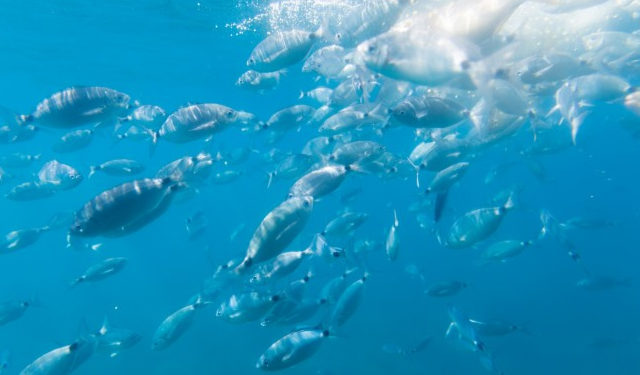 Climate change and worrying effects on the oceans