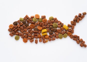 Feeding enchitreid worms for sustainable aquaculture