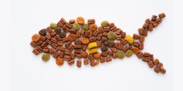 Feeding enchitreid worms for sustainable aquaculture