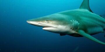 Seychelles fleets will be able to fish in Mayotte waters