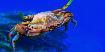 The blue crab indicator of the Mediterranean environment