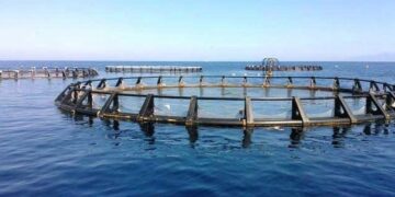 AFRAQ24, the event dedicated to African aquaculture