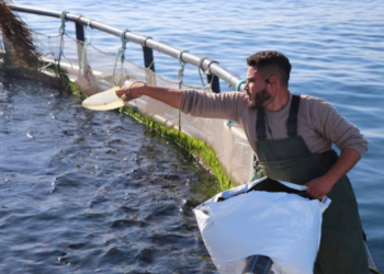 Aquaculture Africa 2024 Conference scheduled for Tunisia in November 2024