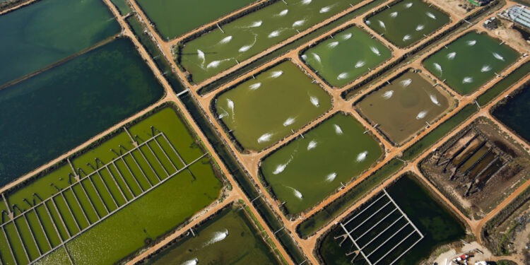 From TNC a guide to more sustainable aquaculture