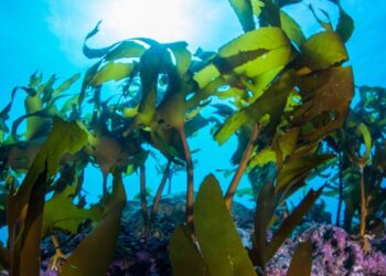 Seaweed at the heart of a sustainable future