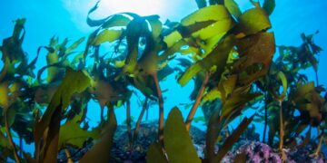 Seaweed at the heart of a sustainable future