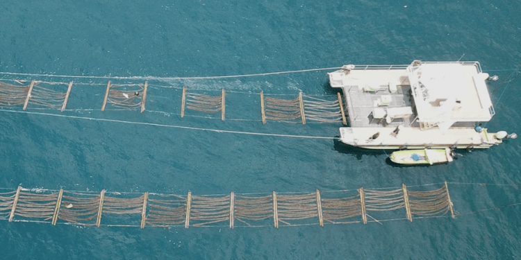 World's largest tropical seaweed farm in operation