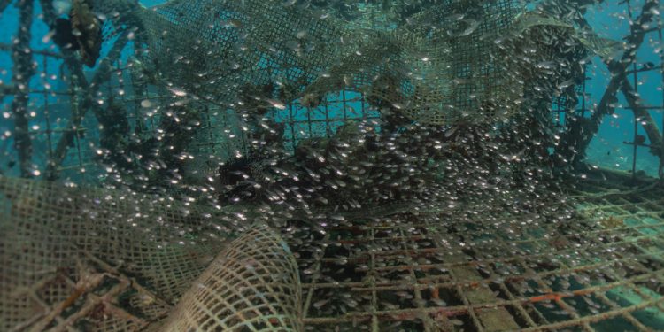 A step forward in the fight against destructive fishing