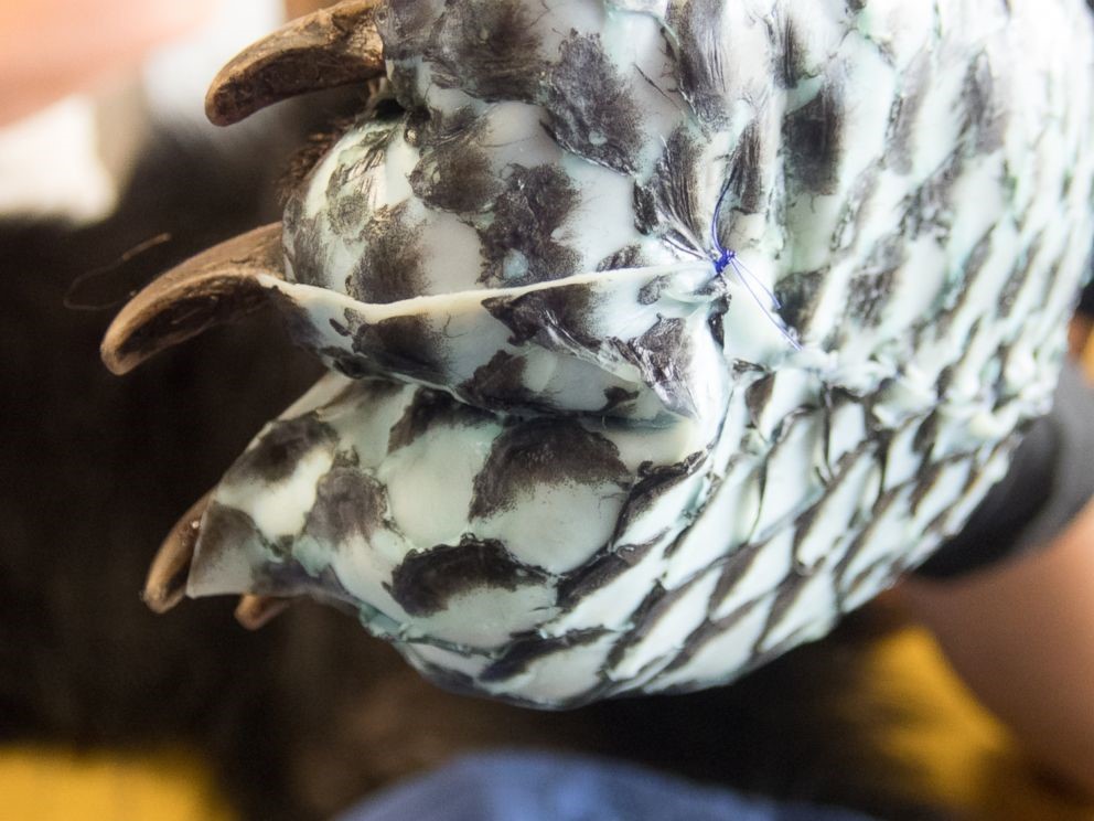 A young, female bear with paws badly burned in the Carr Fire is rescued by the California Department of Fish and Wildlife, and is treated with fish skin.Photo credits: California Department of Fish and Wildlife