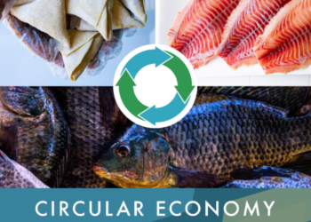 African tilapia by-products, a resource to explore also following the Iceland Ocean Cluster best practice Samakiko fish processing in Uganda. Photo credits: https://www.facebook.com/samakiko.ug/