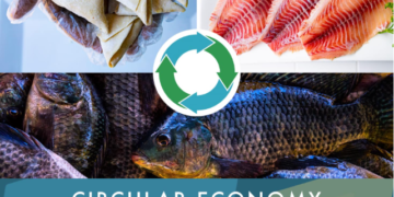 African tilapia by-products, a resource to explore also following the Iceland Ocean Cluster best practice Samakiko fish processing in Uganda. Photo credits: https://www.facebook.com/samakiko.ug/