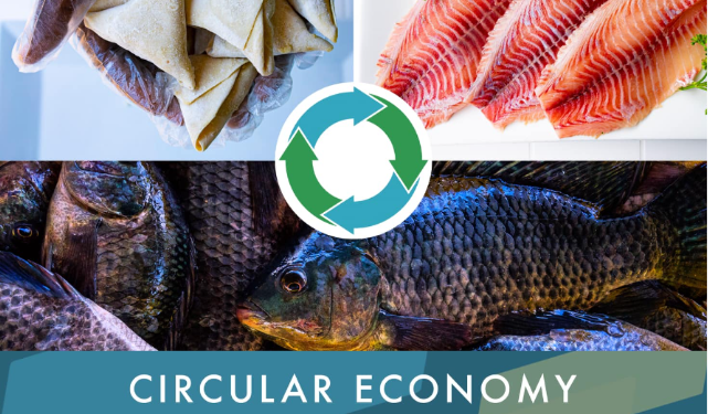 African tilapia by-products, a resource to explore also following the Iceland Ocean Cluster best practice Samakiko fish processing in Uganda. Photo credits: https://www.facebook.com/samakiko.ug/