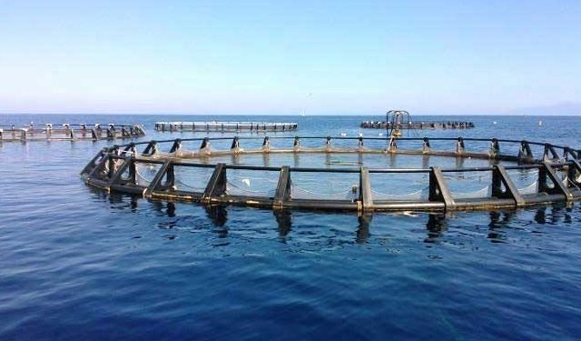 Aquatic Triumph: Best Fish Farmer Competition 2024 Awards at Kisumu, Kenya