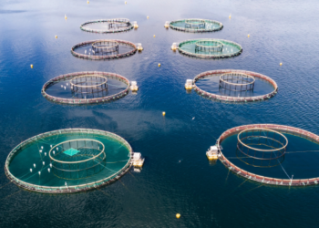 Launch of the First Mediterranean Restorative Aquaculture Centre Announced at Global Seafood Expo 2024