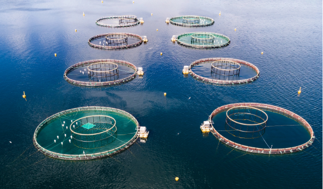 Launch of the First Mediterranean Restorative Aquaculture Centre Announced at Global Seafood Expo 2024