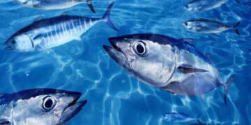 New ISSF report on the status of tuna available