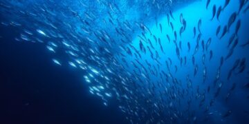 Oceana denounces criticalities in the Mediterranean fisheries management plan