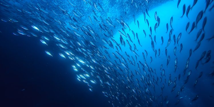 Oceana denounces criticalities in the Mediterranean fisheries management plan