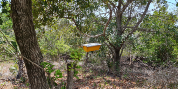 Our premium Mangrove honey is priced at 8 US Dollars per liter