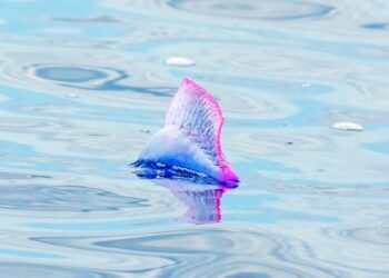 Portuguese man o' war, from threat to resource