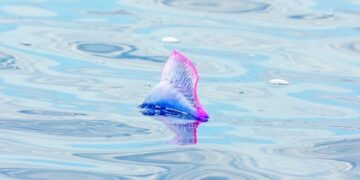 Portuguese man o' war, from threat to resource