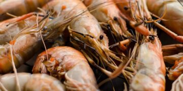 Rabobank predicts slow global shrimp market recovery
