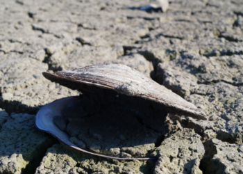 African Union Unveils 10-Year Plan to Combat Desertification and Enhance Landscape Resilience