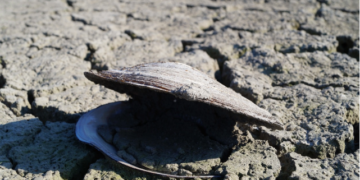 African Union Unveils 10-Year Plan to Combat Desertification and Enhance Landscape Resilience