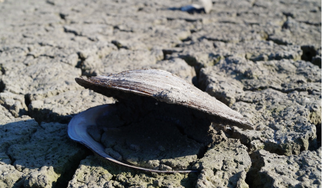 African Union Unveils 10-Year Plan to Combat Desertification and Enhance Landscape Resilience