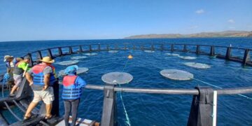 Biodegradable materials revolutionise tuna fishing