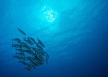 Climate change redirects the distribution of marine species in the Mediterranean