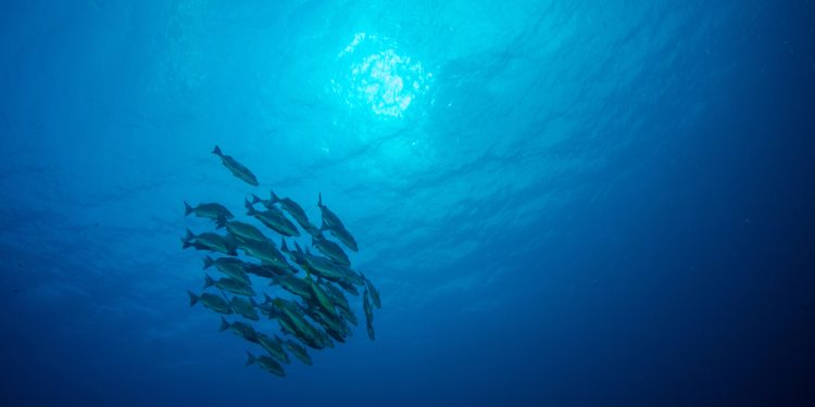 Climate change redirects the distribution of marine species in the Mediterranean