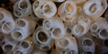 From ciona tunicates, the food of the future