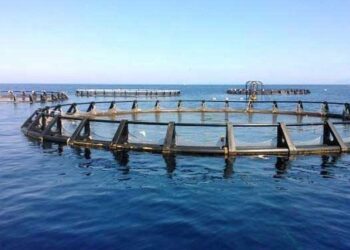 Ethical Seafood Research & AU-IBAR Launch Factsheet on Aquatic Animal Welfare in Africa