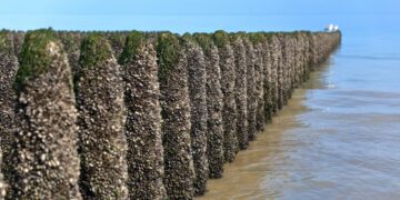 Mussels: potential feed ingredient of the future