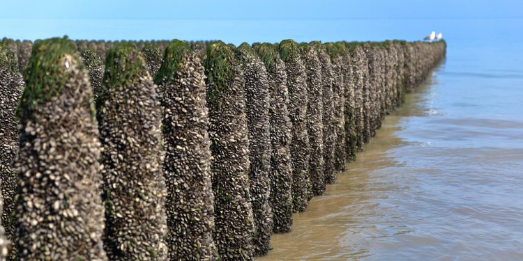 Mussels: potential feed ingredient of the future Biology Diagrams