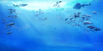 Ocean 14 Capital Fund I. a 201 million fund for the blue economy