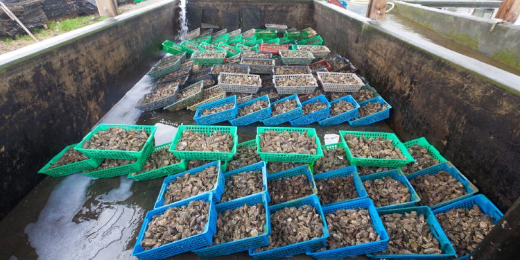 Pollution and climate change threaten oyster farms