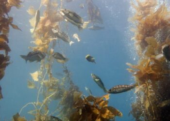 Shellfish and seaweed farms, vital habitats for coastal fish species