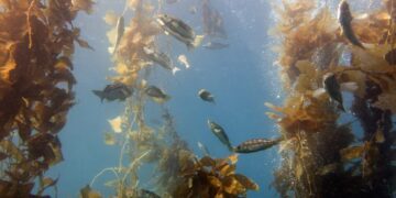Shellfish and seaweed farms, vital habitats for coastal fish species