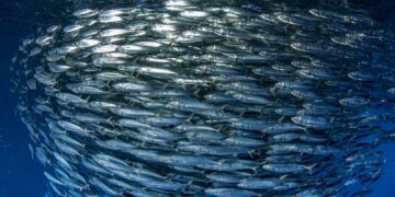 AZTI develops a genetic method to facilitate an ecosystem approach to fisheries management