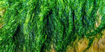 Sea lettuce opens a new frontier in sustainable food production