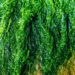Sea lettuce opens a new frontier in sustainable food production