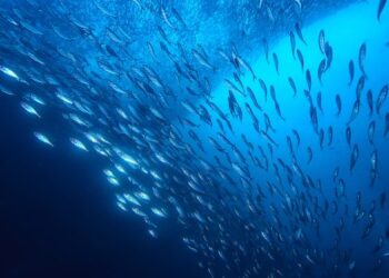 The majority of EU citizens want political leaders to prioritise ocean protection