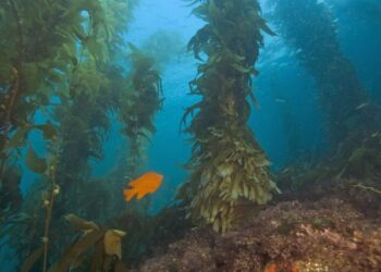 Algae forests: a solution to climate change
