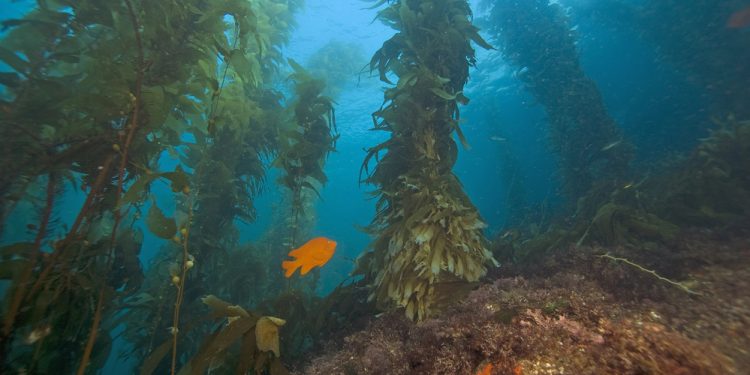 Algae forests: a solution to climate change