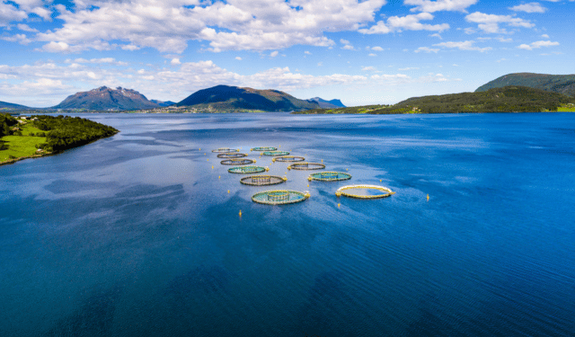 Aquaculture. Demand improves and costs normalise