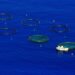 The AAC calls for a reform of the EU aquaculture policy